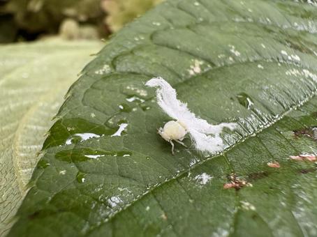 ハゴロモ類の幼虫 03 ハゴロモ類の幼虫 03 チュウゴクアミガサハゴロモ,昆虫,虫の写真素材