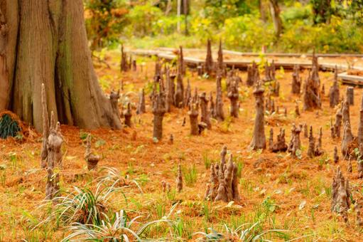 メタセコイアの根っこ メタセコイアの根っこ メタセコイア,根っこ,風景の写真素材