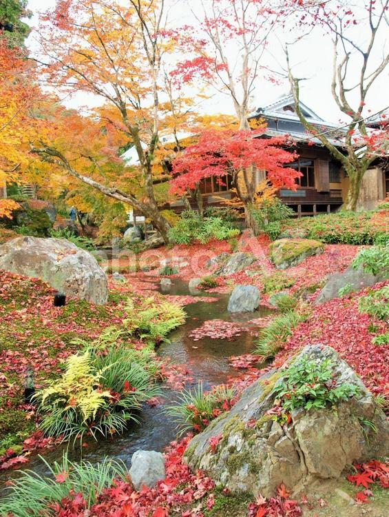 秋の宝厳院の庭園、嵐山 秋,紅葉,宝厳院の写真素材