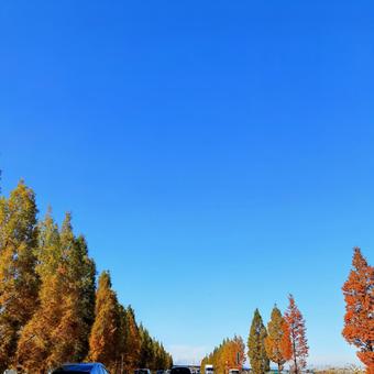 秋の風景き 秋の風景きの写真
