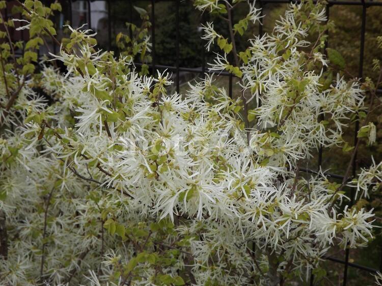 トキワマンサク　アップ トキワマンサク,白い花,糸の写真素材