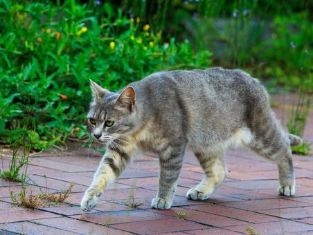 何だかご機嫌な野良猫さんです。 何だかご機嫌な野良猫さんです。の写真