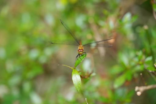 Photo, dragonfly, insect, feather, 