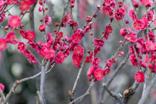 早春に咲く濃い紅色の梅の花 梅,ウメ,枝の写真素材