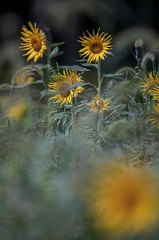 Photo, sunflower, sunflower field, yellow, 