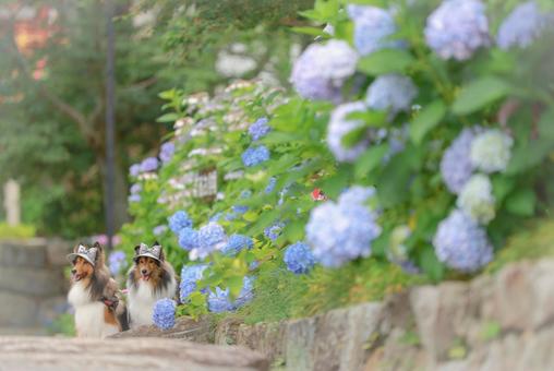 Photo, dog, outdoors, the scenery, 