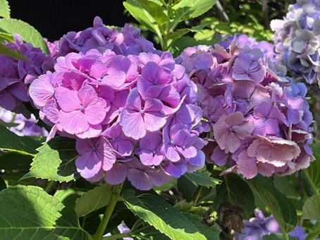 Photo, hydrangea, pink color, beautiful, 