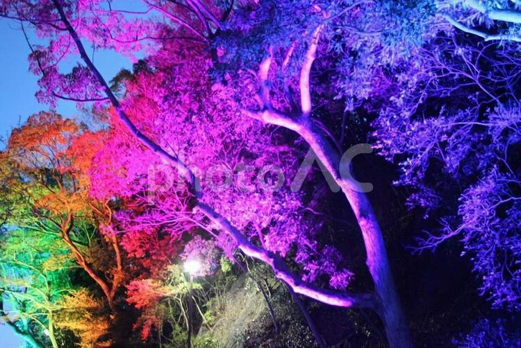 山陽須磨浦公園駅の敦盛桜 敦盛桜,山陽須磨浦公園,ライトアップの写真素材