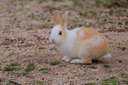 ウサギの赤ちゃん ウサギの赤ちゃん うさぎ,ウサギ,兎の写真素材
