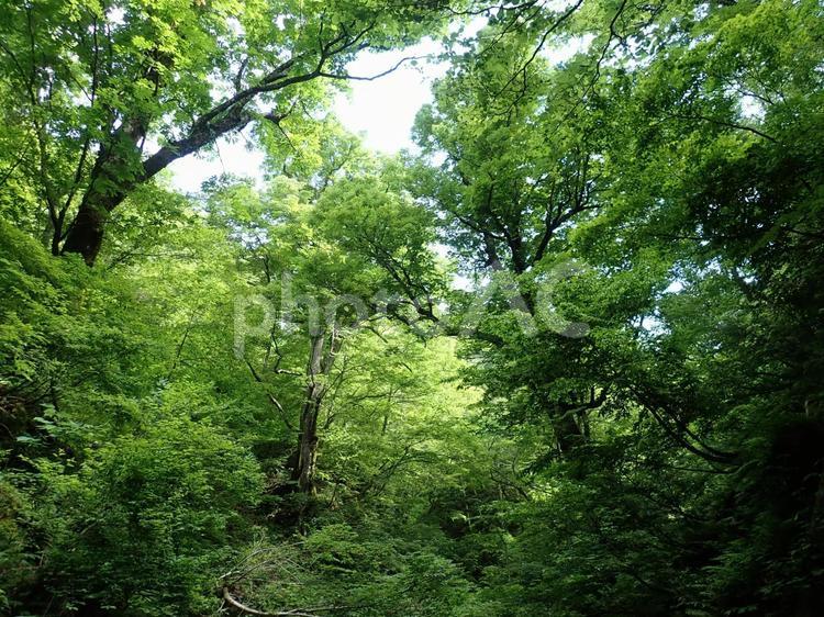木々の間から木漏れ日がさす グリーン,枝,木の写真素材