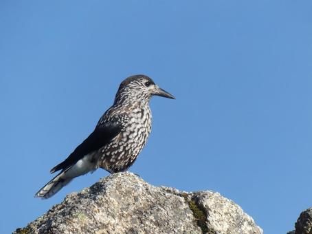 【野鳥】高山帯に生息する岩上のホシガラス 【野鳥】高山帯に生息する岩上のホシガラス ホシガラス,星鴉,鳥の写真素材