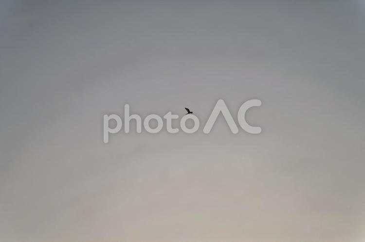 夕方の空と飛ぶ一羽の鳥 コピースペース,屋外,背景の写真素材