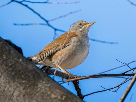 枝にとまるシロハラ 枝にとまるシロハラ シロハラ,野鳥,鳥の写真素材
