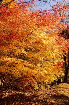 染まる紅葉 紅葉,もみじ,秋の写真素材