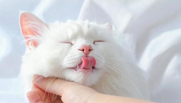 毛づくろいする猫、猫舌 毛づくろいする猫、猫舌の写真