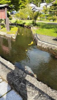 大堰公園（山形県金山町） 鯉,自然,公園の写真素材