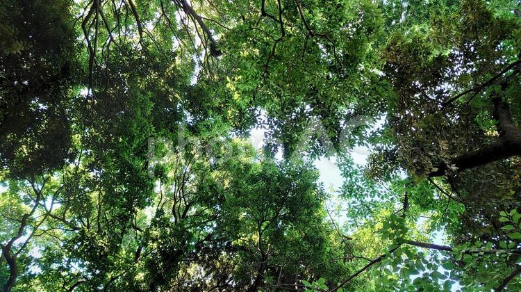 見上げた森の景色 森,森林,見上げたの写真素材