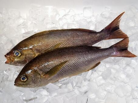 イサキ　2尾 魚,鮮魚,魚屋の写真素材