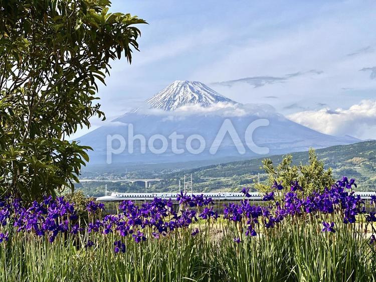 アヤメ越しに見る新幹線と富士山 富士山,新幹線,自然の写真素材