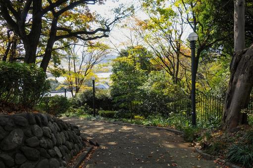 多摩川台公園の雑木林 多摩川台公園,雑木林,木々の写真素材
