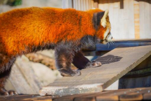 木道を歩くレッサー レッサーパンダ,動物,赤茶色の写真素材