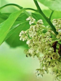 ムクノキの雄花 ムクノキ,花,椋の写真素材