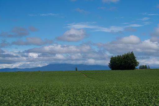 広大な畑の向こうに望む斜里岳 畑,緑,夏の写真素材