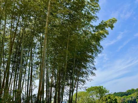 Refreshing bamboo grove, JPG Refreshing bamboo grove, JPG