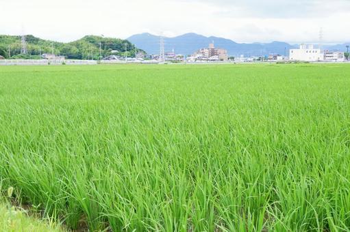 水田の風景 水田の風景 稲,風景,景色の写真素材