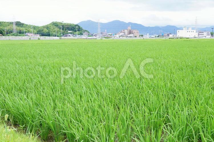 水田の風景 稲,風景,景色の写真素材
