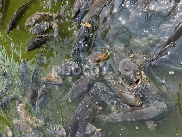 エサに群がるコイ コイ,魚,餌やりの写真素材