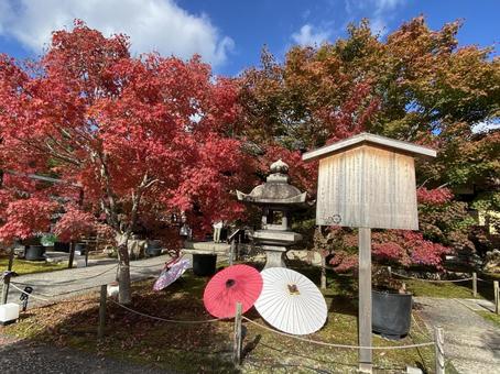 お寺のもみじ お寺のもみじ 自然,素材,寺院の写真素材