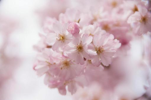 桜色 桜色の写真