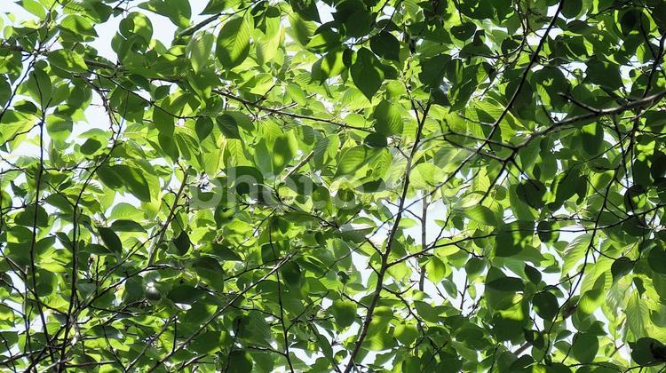 初夏の森の中から見る新緑 新緑,初夏,樹木の写真素材