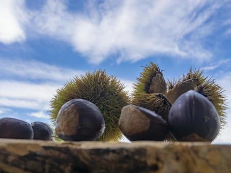 Autumn sky and chestnuts, JPG