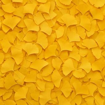 黄金色のイチョウ絨毯 黄金色のイチョウ絨毯の写真
