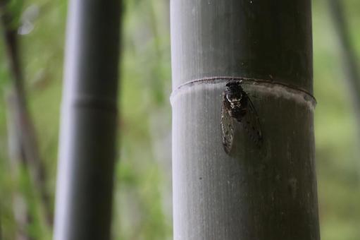 Cicadas chirping on bamboo, JPG Cicadas chirping on bamboo, JPG