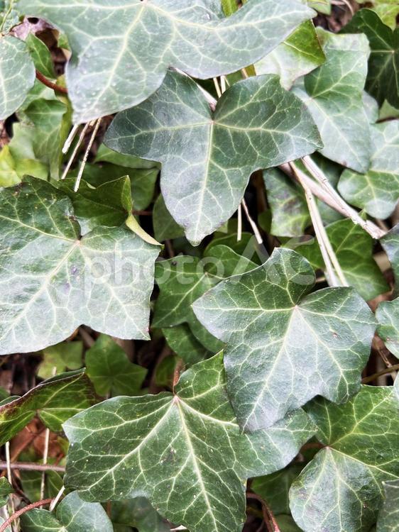 光を浴びるツタ テクスチャ,ツタ,光の写真素材