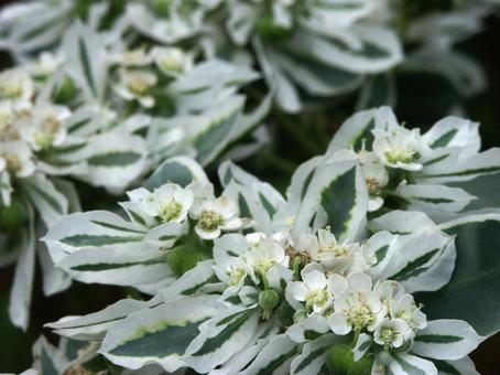 Photo, affiliation, blooming landscape, white speckled leaves, 