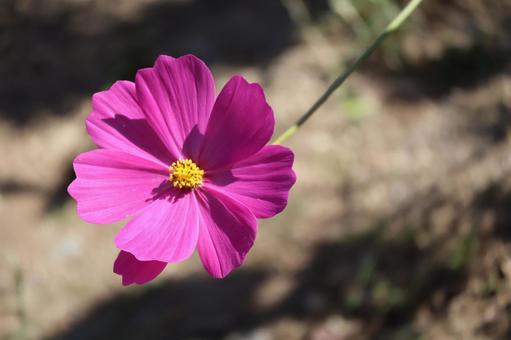 濃いピンク色のコスモスの花のアップ 濃い,ピンク色,コスモスの写真素材