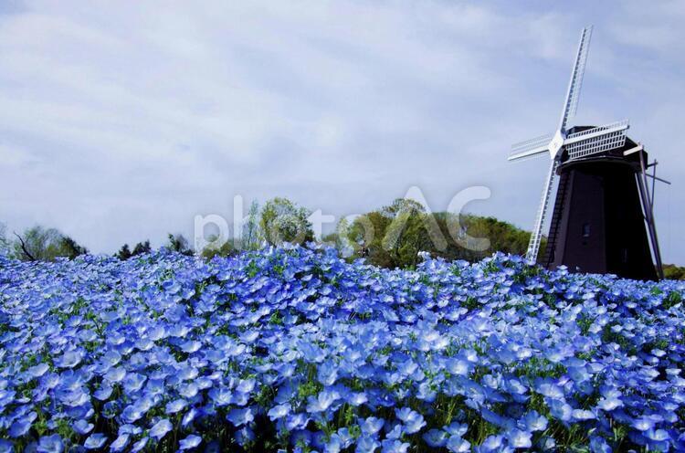 風車の丘のネモフィラ畑 ネモフィラ,花畑,花壇の写真素材