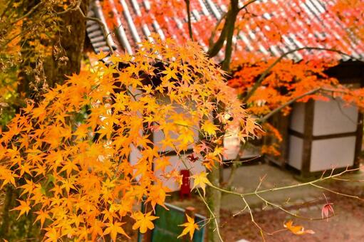 秋の伽耶院 紅葉,黄葉,紅葉狩りの写真素材