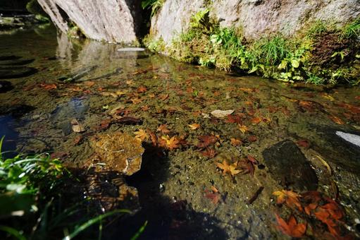 水底に沈んだモミジの落ち葉1 モミジ,イロハモミジ,紅葉の写真素材