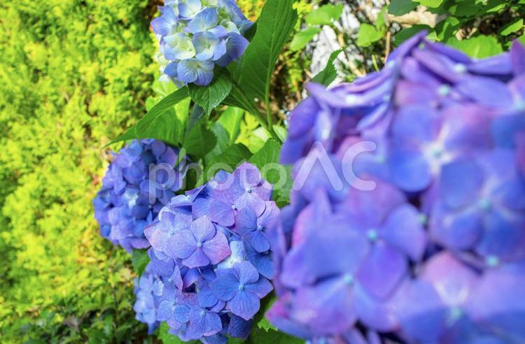 雨上がりの満開の青紫色のあじさいの画像 あじさい,花,紫の写真素材