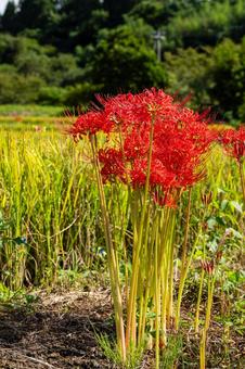 ヒガンバナ⒄ 花,ヒガンバナ,マンジュシャゲの写真素材
