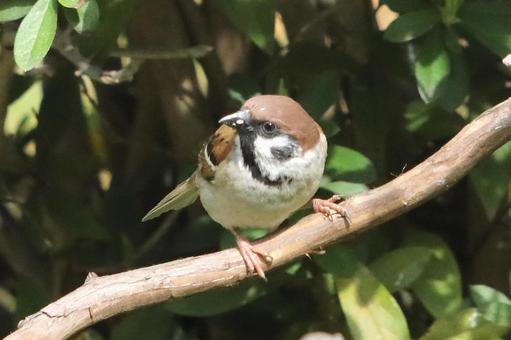 とまり木のスズメの写真