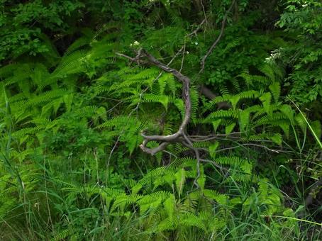 シダ植物の茂み シダ植物,シダ,草むらの写真素材