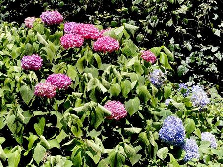 紫陽花 紫陽花の写真