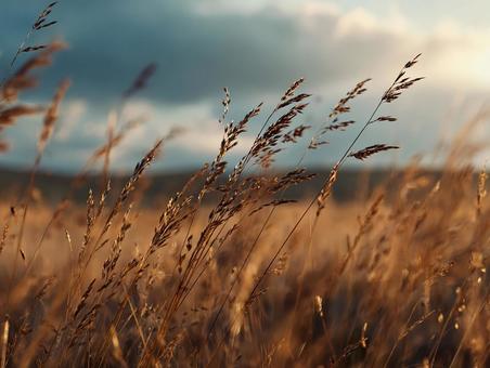 夕暮れの郷愁、夏の終わりの草 夕暮れの郷愁、夏の終わりの草の写真