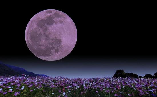秋イメージ素材/夜のコスモス畑と満月 秋イメージ素材/夜のコスモス畑と満月 コスモス畑,月,秋の写真素材